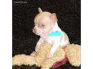 Chihuahua Puppy for sale in Barnett, MO, USA
