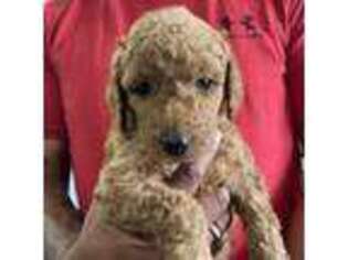 Goldendoodle Puppy for sale in Tacoma, WA, USA