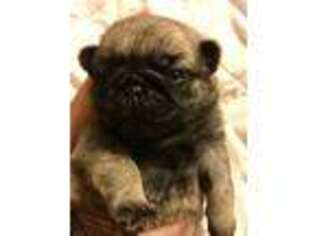 Pug Puppy for sale in Boaz, AL, USA