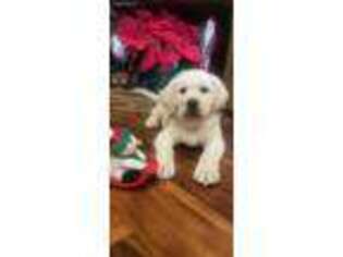 Labrador Retriever Puppy for sale in Mineral Point, WI, USA