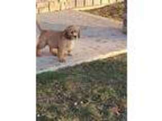 Mutt Puppy for sale in Ligonier, IN, USA