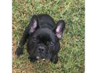 French Bulldog Puppy for sale in Hays, NC, USA