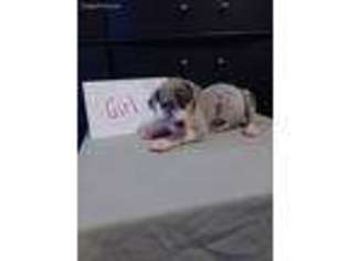 Great Dane Puppy for sale in Deltona, FL, USA
