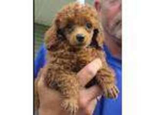 Mutt Puppy for sale in Martin, TN, USA