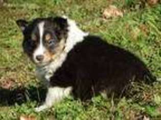 Shetland Sheepdog Puppy for sale in Bowling Green, KY, USA