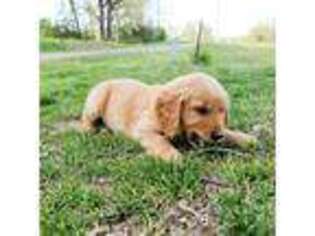 Golden Retriever Puppy for sale in Prairie Du Rocher, IL, USA