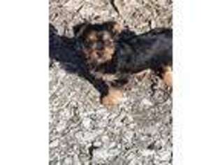 Yorkshire Terrier Puppy for sale in Jasonville, IN, USA