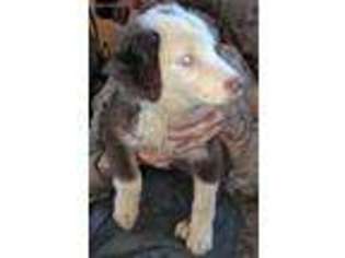 Australian Shepherd Puppy for sale in Plummer, ID, USA