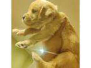 Golden Retriever Puppy for sale in Norwalk, CA, USA