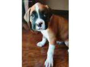 Boxer Puppy for sale in Lincoln, NE, USA