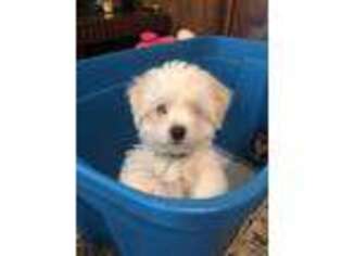 Maltese Puppy for sale in Bassett, VA, USA