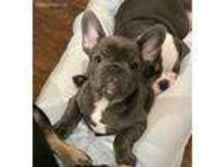 French Bulldog Puppy for sale in Wrightstown, WI, USA