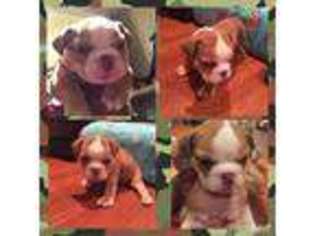 Bulldog Puppy for sale in Louisville, KY, USA