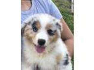 Australian Shepherd Puppy for sale in Olive Hill, KY, USA