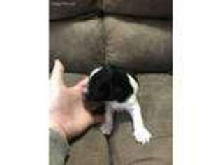 Mutt Puppy for sale in Blue Ridge, TX, USA