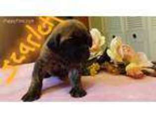 Mastiff Puppy for sale in Mc Graw, NY, USA