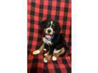 Bernese Mountain Dog Puppy for sale in Newark, OH, USA