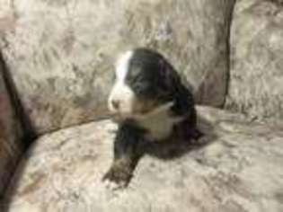 Bernese Mountain Dog Puppy for sale in Cincinnati, OH, USA