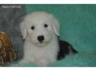Old English Sheepdog Puppy for sale in Pawnee, OK, USA