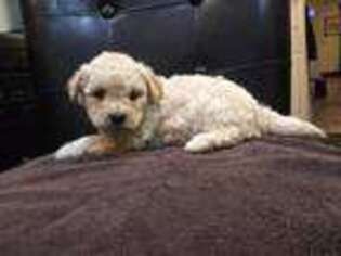Mutt Puppy for sale in Norristown, PA, USA