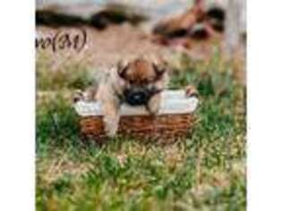 German Shepherd Dog Puppy for sale in Acton, ME, USA