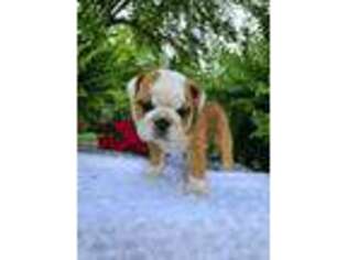 Bulldog Puppy for sale in Southampton, NY, USA