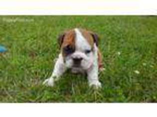 Bulldog Puppy for sale in New Holstein, WI, USA