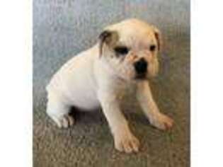 Bulldog Puppy for sale in Bowersville, GA, USA