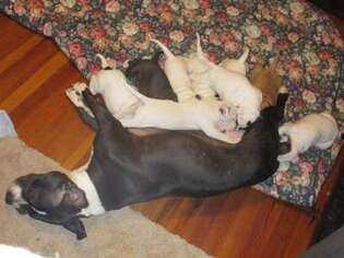 American Pit Bull Terrier Puppy for sale in Enfield, CT, USA