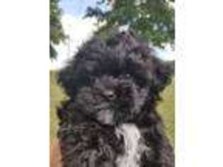 Shih-Poo Puppy for sale in Dieterich, IL, USA