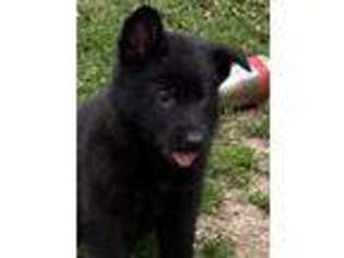 German Shepherd Dog Puppy for sale in Pillager, MN, USA