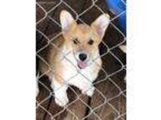 Pembroke Welsh Corgi Puppy for sale in Benson, NC, USA