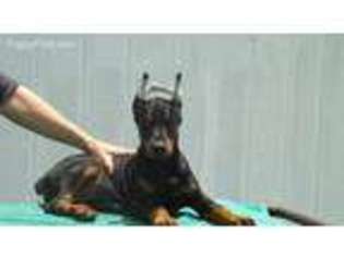 Doberman Pinscher Puppy for sale in Grand Rivers, KY, USA