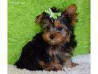 Yorkshire Terrier Puppy for sale in Finley, OK, USA