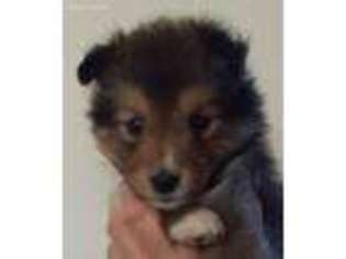 Shetland Sheepdog Puppy for sale in New Holland, OH, USA