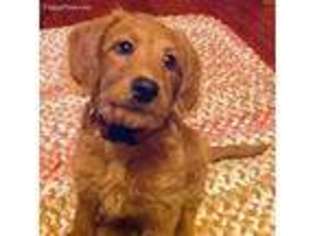 Labradoodle Puppy for sale in Waterford, CA, USA