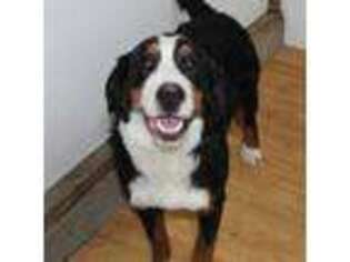 Bernese Mountain Dog Puppy for sale in Logansport, IN, USA