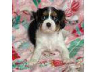 Cavalier King Charles Spaniel Puppy for sale in Fremont, CA, USA