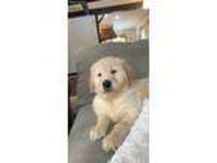 Mutt Puppy for sale in Fox River Grove, IL, USA