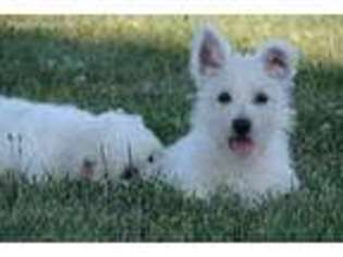 West Highland White Terrier Puppy for sale in Union Bridge, MD, USA