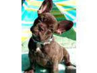 French Bulldog Puppy for sale in Attleboro, MA, USA