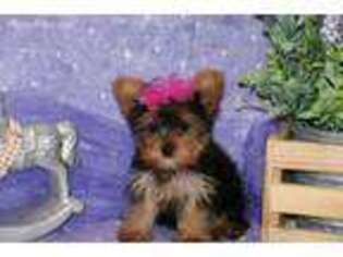 Yorkshire Terrier Puppy for sale in Liberal, MO, USA