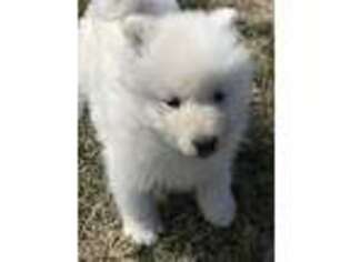 Samoyed Puppy for sale in Neodesha, KS, USA