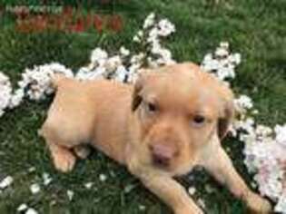 Labrador Retriever Puppy for sale in Dayton, VA, USA