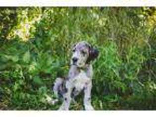 Great Dane Puppy for sale in Hilbert, WI, USA