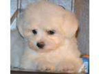 Maltese Puppy for sale in MOSCOW, OH, USA