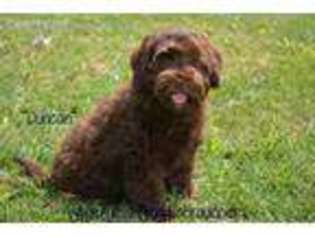 Labradoodle Puppy for sale in Jonesville, VA, USA