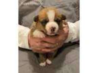 Pembroke Welsh Corgi Puppy for sale in Uniondale, IN, USA