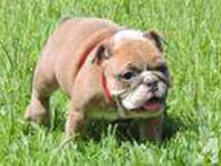 Bulldog Puppy for sale in KILLEEN, TX, USA