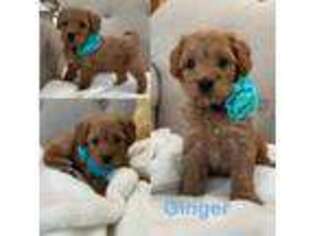 Goldendoodle Puppy for sale in Honolulu, HI, USA